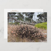 Bloomings aus Kalifornien: Buchweizen an der Küste Postkarte (Vorne/Hinten)