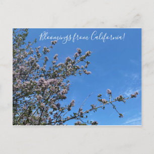 Bloomings aus Kalifornien: Buck Brush Postkarte