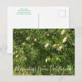 Bloomings aus Kalifornien: Buckeyes & Butterflies Postkarte (Vorne/Hinten)