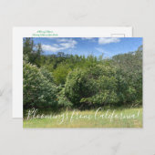 Bloomings aus Kalifornien: Buckeyes Postkarte (Vorne/Hinten)