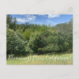 Bloomings aus Kalifornien: Buckeyes Postkarte