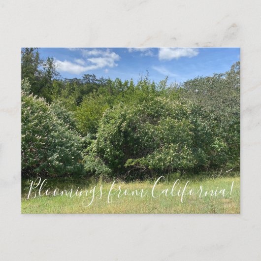 Bloomings aus Kalifornien: Buckeyes Postkarte (Vorderseite)