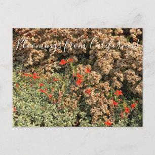 Bloomings aus Kalifornien: Buckweizen & Fuchsia Po Postkarte