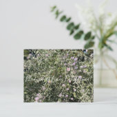 Bloomings aus Kalifornien: Bushs leere Postkarte (Stehend Vorderseite)