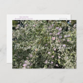 Bloomings aus Kalifornien: Bushs leere Postkarte (Vorne/Hinten)