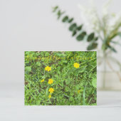 Bloomings aus Kalifornien: Buttercup Postkarte (Stehend Vorderseite)