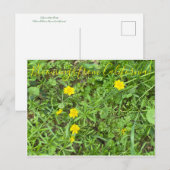 Bloomings aus Kalifornien: Buttercup Postkarte (Vorne/Hinten)