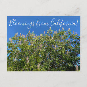 Bloomings aus Kalifornien: California Buckeye Postkarte