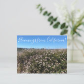 Bloomings aus Kalifornien: California Buckweizen Postkarte (Stehend Vorderseite)