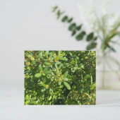 Bloomings aus Kalifornien: California Coffeenberry Postkarte (Stehend Vorderseite)