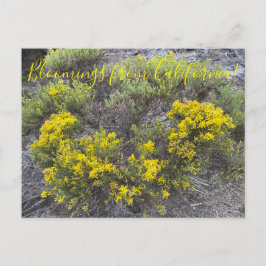 Bloomings aus Kalifornien: California Gold Postkarte