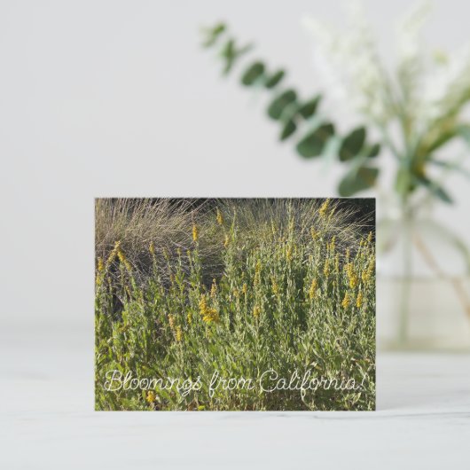 Bloomings aus Kalifornien: California Goldenrod Postkarte (Stehend Vorderseite)