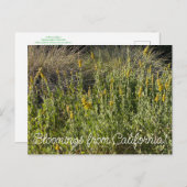 Bloomings aus Kalifornien: California Goldenrod Postkarte (Vorne/Hinten)