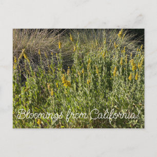 Bloomings aus Kalifornien: California Goldenrod Postkarte