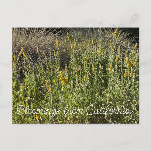 Bloomings aus Kalifornien: California Goldenrod Postkarte (Vorderseite)