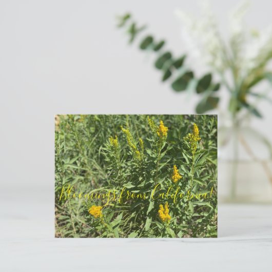 Bloomings aus Kalifornien: California Goldenrod Postkarte (Stehend Vorderseite)