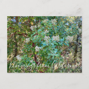 Bloomings aus Kalifornien: California Holly Postca Postkarte