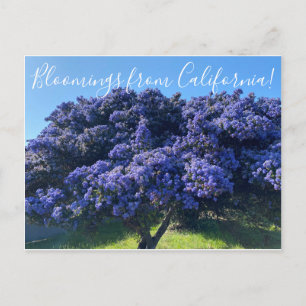 Bloomings aus Kalifornien: California Lilac Postkarte