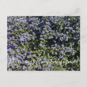 Bloomings aus Kalifornien!: California Lilac Postkarte