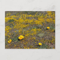 Bloomings aus Kalifornien!: California Poppy