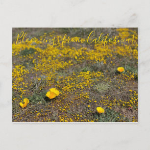 Bloomings aus Kalifornien!: California Poppy Postkarte