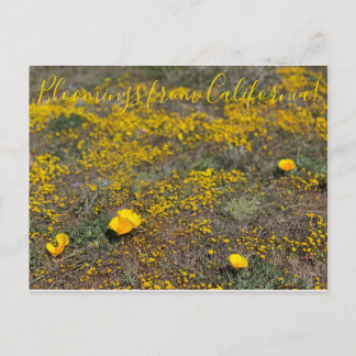 Bloomings aus Kalifornien!: California Poppy Postkarte