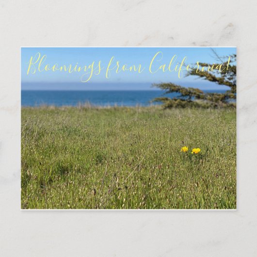Bloomings aus Kalifornien! - California Poppy Postkarte (Vorderseite)