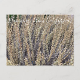 Bloomings aus Kalifornien: California Sagebrush Postkarte