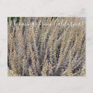 Bloomings aus Kalifornien: California Sagebrush Postkarte