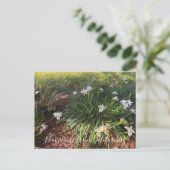 Bloomings aus Kalifornien: Canyon Snow Iris Postkarte (Stehend Vorderseite)