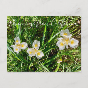 Bloomings aus Kalifornien: Canyon Snow Iris Postkarte