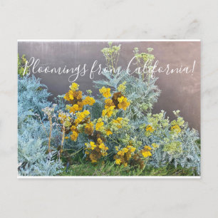 Bloomings aus Kalifornien: Catalina Silverlace Pos Postkarte