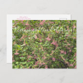 Bloomings aus Kalifornien: Chaparral Currant Postc Postkarte (Vorne/Hinten)