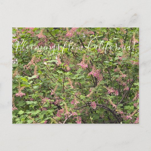Bloomings aus Kalifornien: Chaparral Currant Postc Postkarte (Vorderseite)
