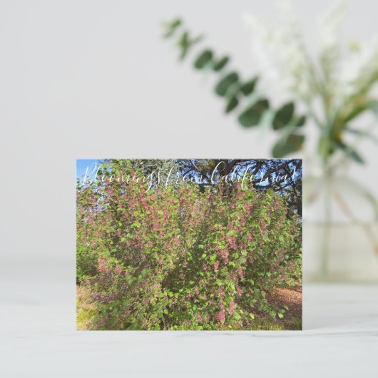Bloomings aus Kalifornien: Chaparral Currant Postc Postkarte (Stehend Vorderseite)