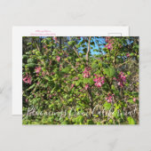 Bloomings aus Kalifornien: Chaparral Currant Postkarte (Vorne/Hinten)