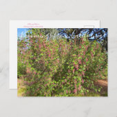 Bloomings aus Kalifornien: Chaparral Currant Postkarte (Vorne/Hinten)