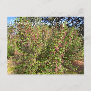 Bloomings aus Kalifornien: Chaparral Currant Postkarte