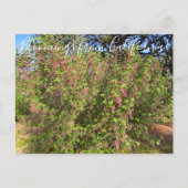 Bloomings aus Kalifornien: Chaparral Currant Postkarte (Vorderseite)