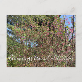 Bloomings aus Kalifornien: Chaparral Currant Postkarte