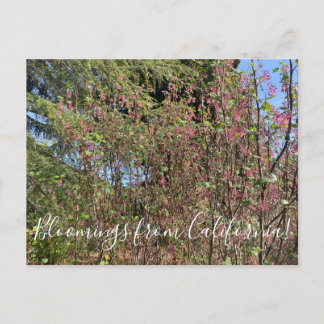 Bloomings aus Kalifornien: Chaparral Currant Postkarte