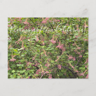 Bloomings aus Kalifornien: Chaparral Currant Postkarte
