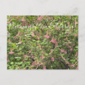 Bloomings aus Kalifornien: Chaparral Currant Postkarte (Vorderseite)