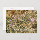 Bloomings aus Kalifornien: Chaparral Mallow Postkarte (Vorne/Hinten)