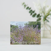 Bloomings aus Kalifornien: Cleveland Sage Postkarte (Stehend Vorderseite)