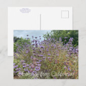 Bloomings aus Kalifornien: Cleveland Sage Postkarte (Vorne/Hinten)