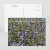 Bloomings aus Kalifornien: Cleveland Sage Postkarte (Vorne/Hinten)