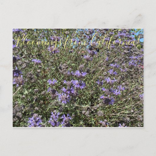 Bloomings aus Kalifornien: Cleveland Sage Postkarte (Vorderseite)