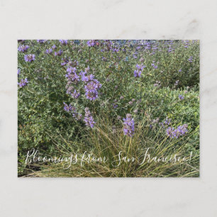 Bloomings aus Kalifornien: Cleveland Sage Postkarte