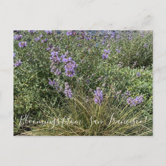 Bloomings aus Kalifornien: Cleveland Sage Postkarte (Vorderseite)